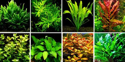 Аквариумные растения