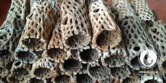 Трубка з мереживного кактусу Cholla