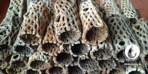 Трубка з мереживного кактусу Cholla