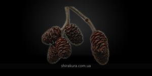 Шишки Вільхи, 20шт.