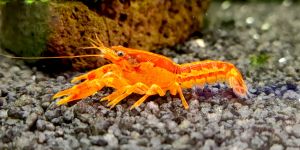 Карликовий Мексиканський рак / Cambarellus patzcuarensis