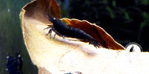 Королівський Синій Тигр OE / Royal Blue Tiger OE Shrimp