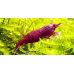 Креветка Кровава Мері / Bloody Mary Shrimp (Neocaridina davidi)