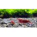 Креветка Кровава Мері / Bloody Mary Shrimp (Neocaridina davidi)