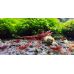 Креветка Кровава Мері / Bloody Mary Shrimp (Neocaridina davidi)