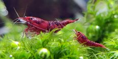 Bloody Mary Shrimp (Neocaridina davidi)