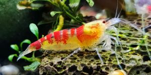 Креветка Золотий Дракон / Calceo Bee / Golden Dragon