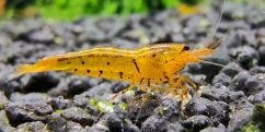 Креветка Золотий Тигр / Golden Tiger Shrimp (Tangarine Tiger)