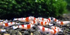 Креветка Красный Кристалл ПРЛ / Pure Red Line Shrimp (PRL)