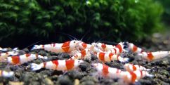Креветка Червоний Кристал ПРЛ / Pure Red Line Shrimp (PRL)