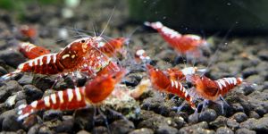 Креветка Red Pinto Zebra