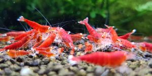 Креветка Супер Ред Кристал (Санта) / Super Crystal Red (SCR)