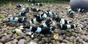 Креветка Taiwan Bee Panda