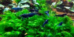 Креветка Блакитна Мрія / Blue Dream (Blue Velvet) Neocaridina Креветка Блакитна Мрія / Blue Dream (Blue Velvet) Neocaridina