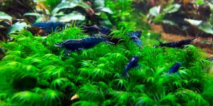 Креветка Блакитна Мрія / Blue Dream (Blue Velvet) Neocaridina