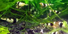 Crystal Black Shrimp