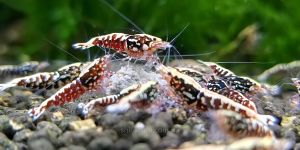 Креветка Red Galaxy Snowflake