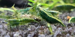 Креветка Зелений Нефрит / Green Jade Neocaridina