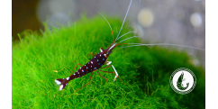 Креветка Сулавесі Кардинал / Sulawesi Shrimp Cardinal