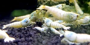 Креветка Білий Кристал ПВЛ/ Pure White Line Shrimp (PWL)