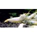 Креветка Білий Кристал ПВЛ/ Pure White Line Shrimp (PWL)