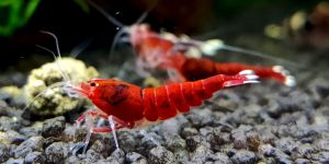 Креветка Taiwan Bee Red Ruby