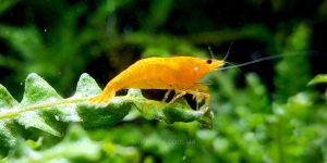 Креветка Помаранчева Сакура / Orange Sakura Neocaridina
