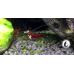 Креветка Сулавесі Кардинал / Sulawesi Shrimp Cardinal