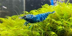 Креветка Taiwan Bee Deep Blue Bolt Shrimp Креветка Taiwan Bee Deep Blue Bolt Shrimp
