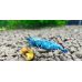 Креветка Taiwan Bee Deep Blue Bolt Shrimp