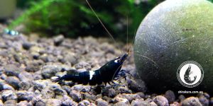 Креветка Taiwan Bee King-Kong