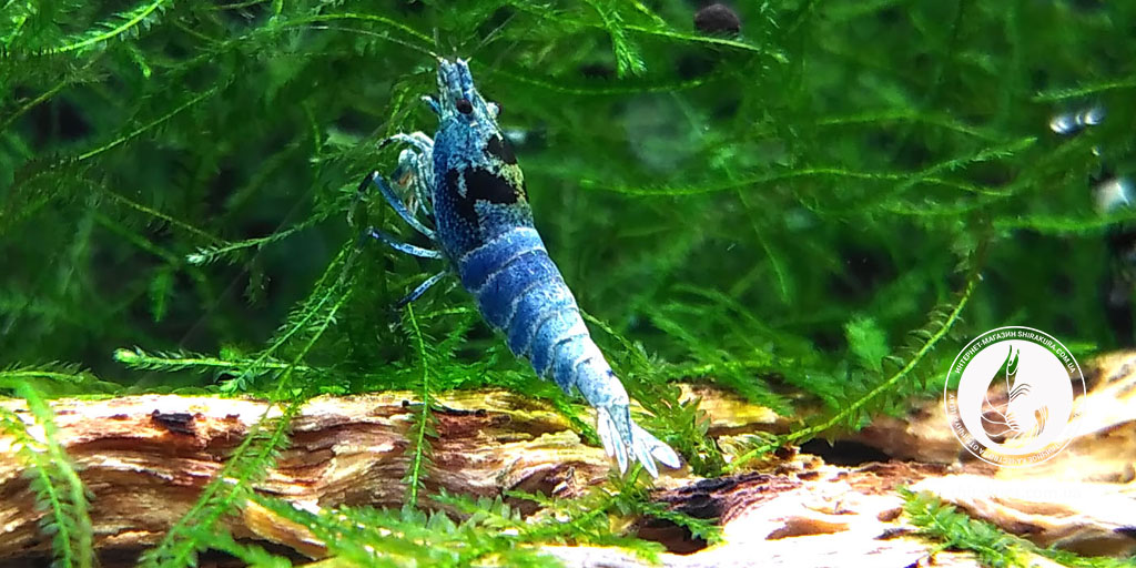 Креветка Taiwan Bee Panda Mosura Креветка Taiwan Bee Panda Mosura