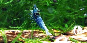 Креветка Taiwan Bee Panda Mosura