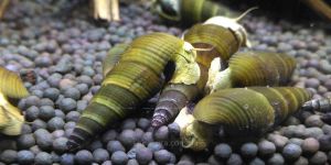 Равлик Жовтий Тіломелання / Tylomelania Yellow Sulawesi Rabbit Snail