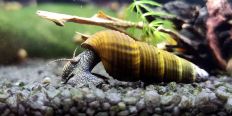 Tylomelania Olive Sulawesi Rabbit Snail