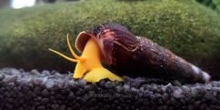 Равлик Помаранчева Тіломелання / Tylomelania Orange Sulawesi Rabbit Snail