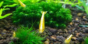 Креветка Жовтий Неон / Yellow Neon Shrimp