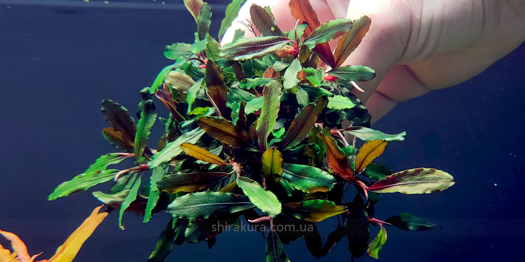 Буцефаландра Bucephalandra sp. Motleyana Giant Буцефаландра Bucephalandra sp. Motleyana Giant
