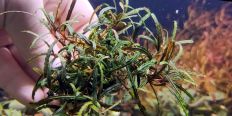 Буцефаландра Белиндае Бойс 2011 / Bucephalandra sp. Belindae P.Boyce 2011