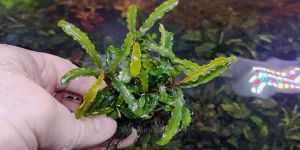 Буцефаландра Блю Гайя / Bucephalandra sp. Blue Gaia