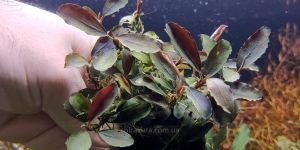 Буцефаландра Блю Металлік / Bucephalandra sp. Blue Metallic