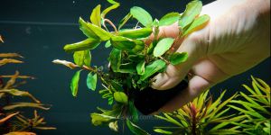 Буцефаландра Bucephalandra sp. Brownie Candy