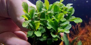 Буцефаландра Брауні Фантом Грін / Bucephalandra sp. Brownie Phantom Green