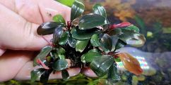 Буцефаландра Д2 Калімантан / Bucephalandra sp. D2, Kalimantan