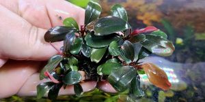 Буцефаландра Д2 Калімантан / Bucephalandra sp. D2, Kalimantan