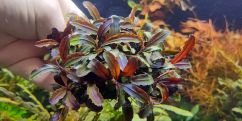 Буцефаландра Есмеральда Ред / Bucephalandra sp. Esmeralda Red