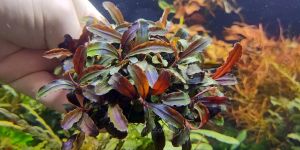 Буцефаландра Есмеральда Ред / Bucephalandra sp. Esmeralda Red