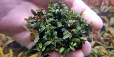 Буцефаландра Bucephalandra sp. Gianmara