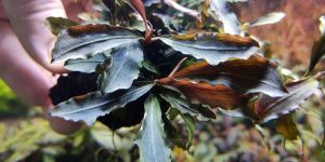 Буцефаландра Медуза / Bucephalandra sp. Medusa