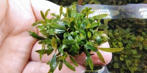 Буцефаландра Bucephalandra sp. Ongis Nade